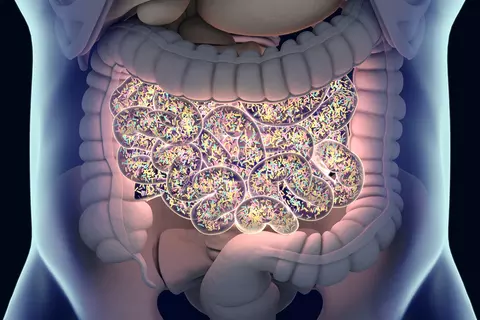 détail-image-d'un-ventre-vue-sur-l'intestin-microbiome-bonne-digestion-gaspan-schwabe-pharma