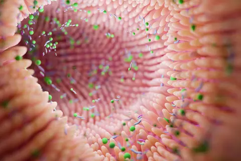 découpe-microbiome-intestinal-verdaaung-saine-gaspan