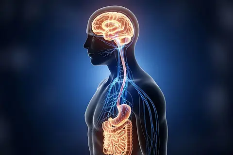 Grafik der Hirn-Darm-Achse – Zusammenhang zwischen Stress, Nervensystem und Verdauung