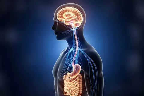 Grafik der Hirn-Darm-Achse – Zusammenhang zwischen Stress, Nervensystem und Verdauung