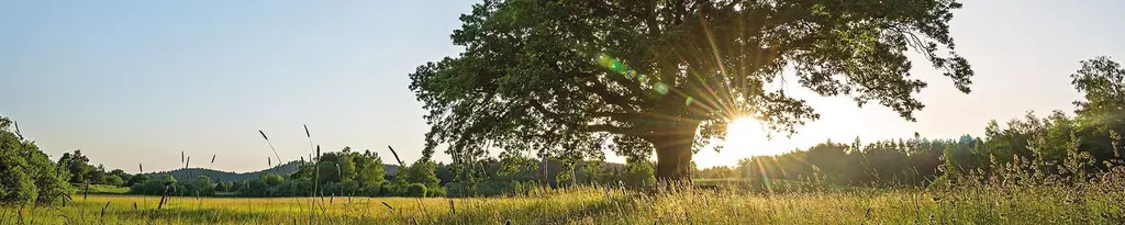 header-schwabe-baum-schwabe-gruppe