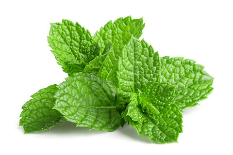 feuilles-de-menthe-poivrée-plante-médicinale-gaspan-schwabe-pharma