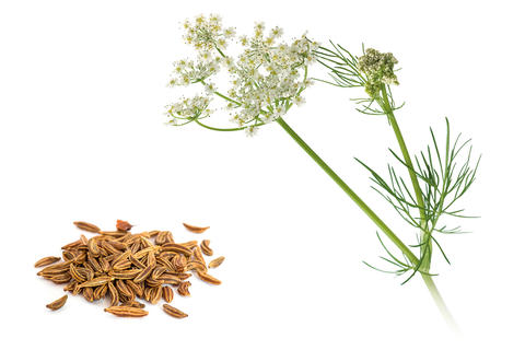 cumin-graines-et-plante-curative-gaspan-schwabe-pharma