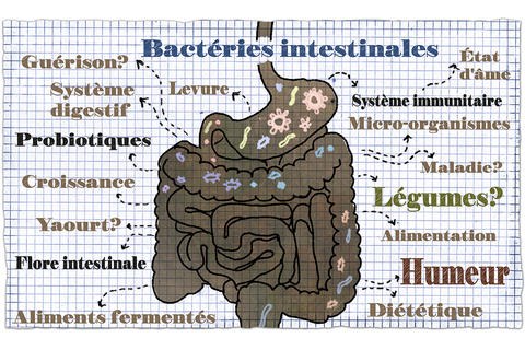 dessin-d'un-intestin-bactéries-gaspan-schwabe-pharma