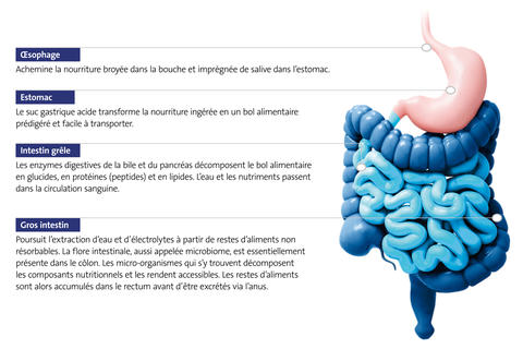 infographie-digestion-liens-texte-droit-intestin-et-estomac-bonne-digestion-gaspan-schwabe-pharma